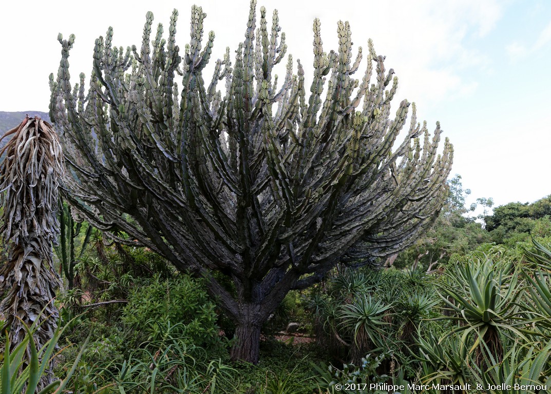 /ecran/Afrique_Sud_2017_0027.jpg