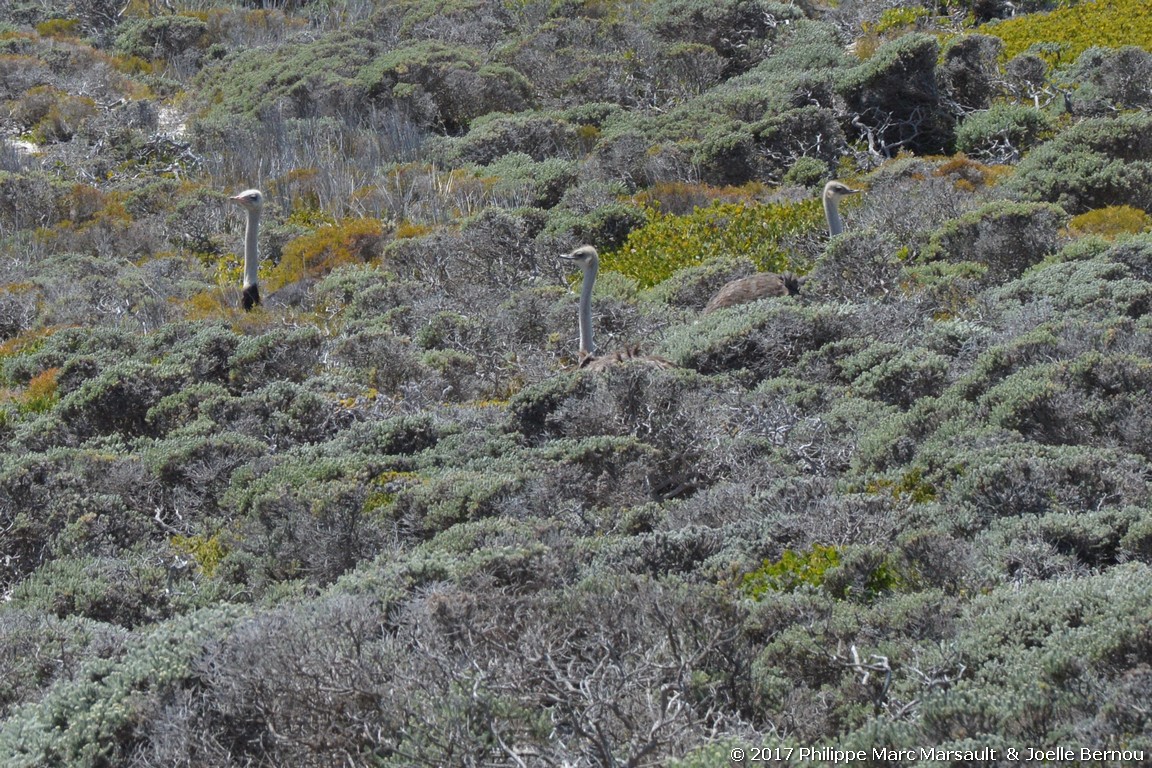 /ecran/Afrique_Sud_2017_0074.jpg