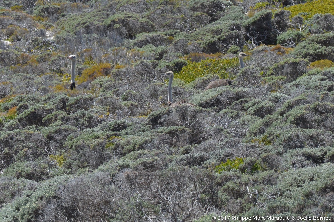 /ecran/Afrique_Sud_2017_0074.jpg