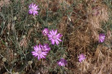 vignette Armenie_2018_0067.jpg 