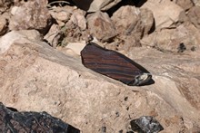 vignette Armenie_2018_0462.jpg 