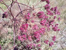 vignette Armenie_2018_0706.jpg 