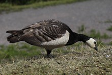 vignette 2023_Baltes_0250.jpg 