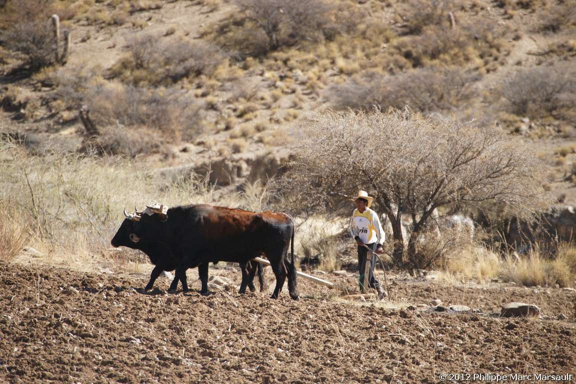 /ecran/Bolivie_0559.jpg