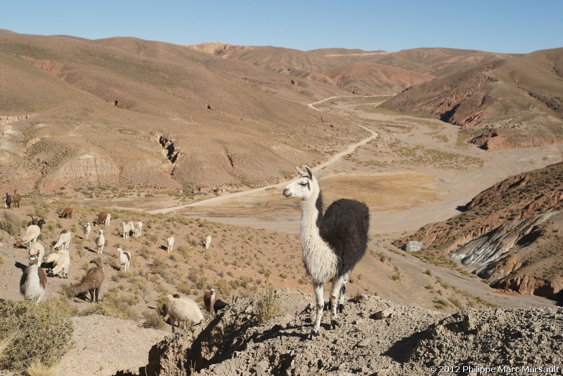 /ecran/Bolivie_0761.jpg