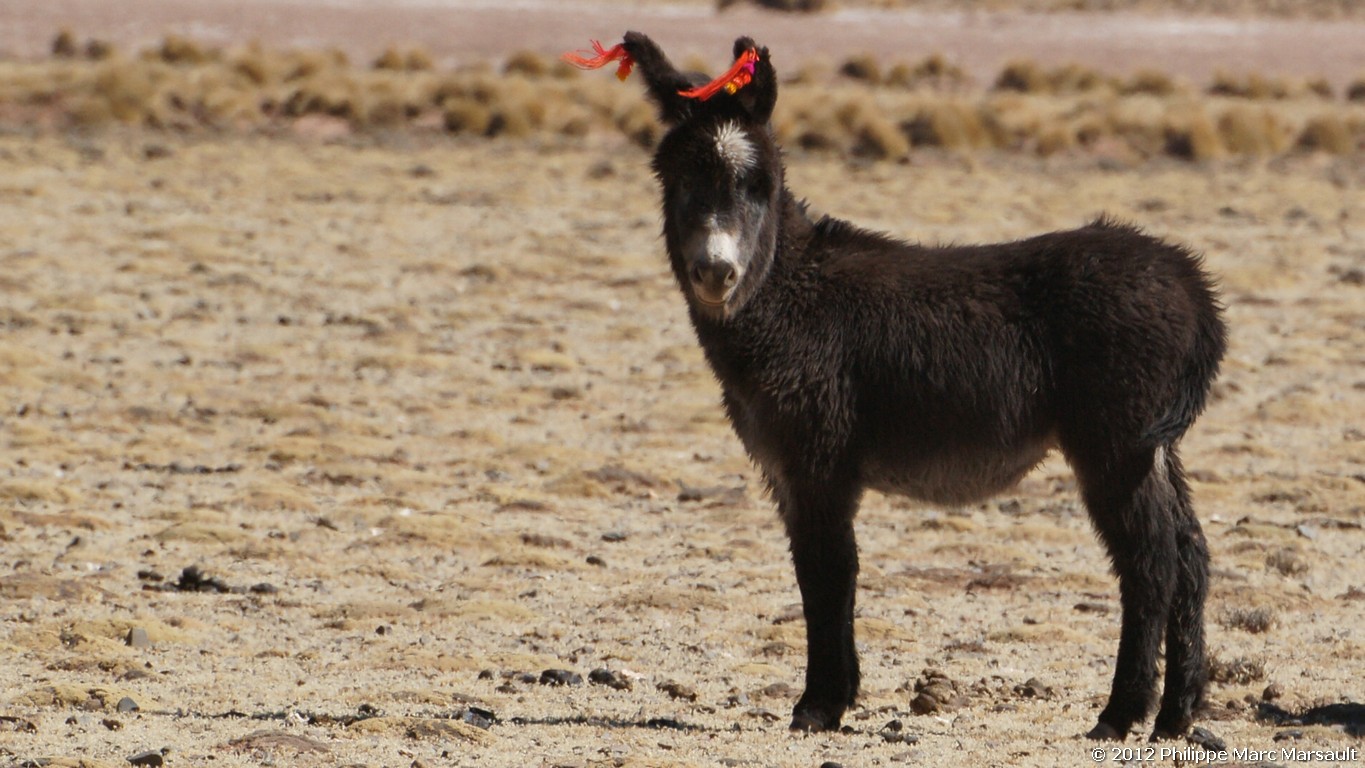 /ecran/Bolivie_0800.jpg