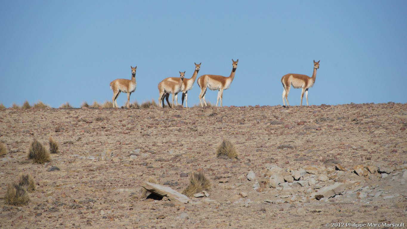 /ecran/Bolivie_0858.jpg