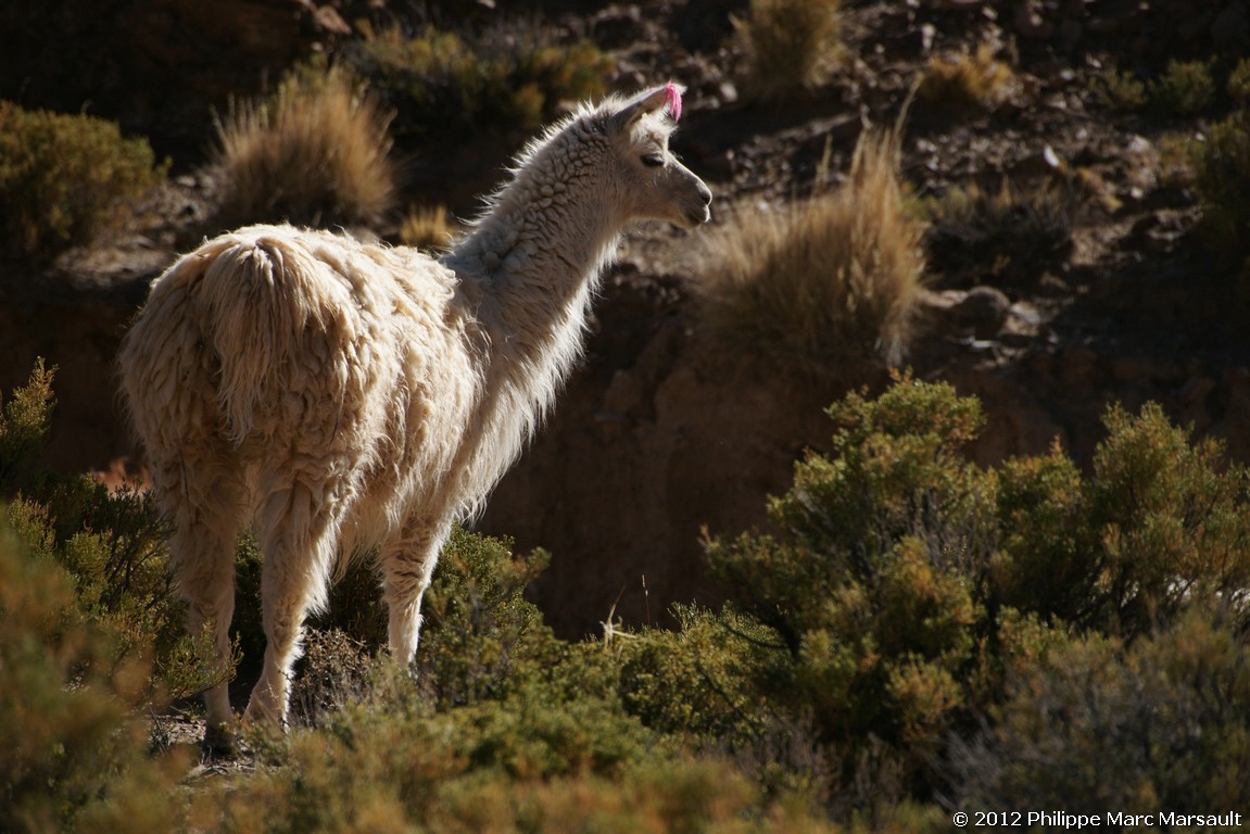 /ecran/Bolivie_0871.jpg