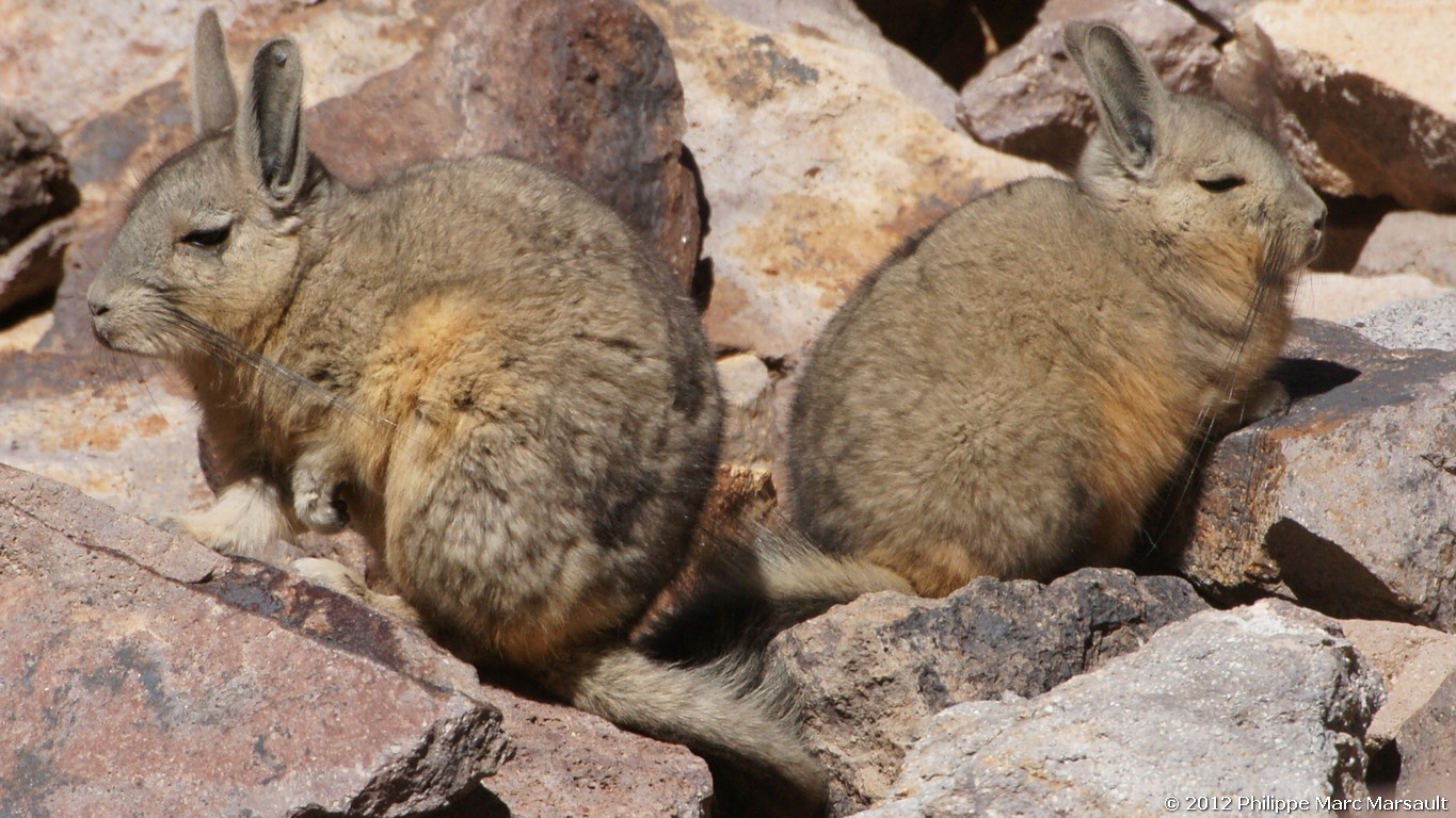 /ecran/Bolivie_0883.jpg