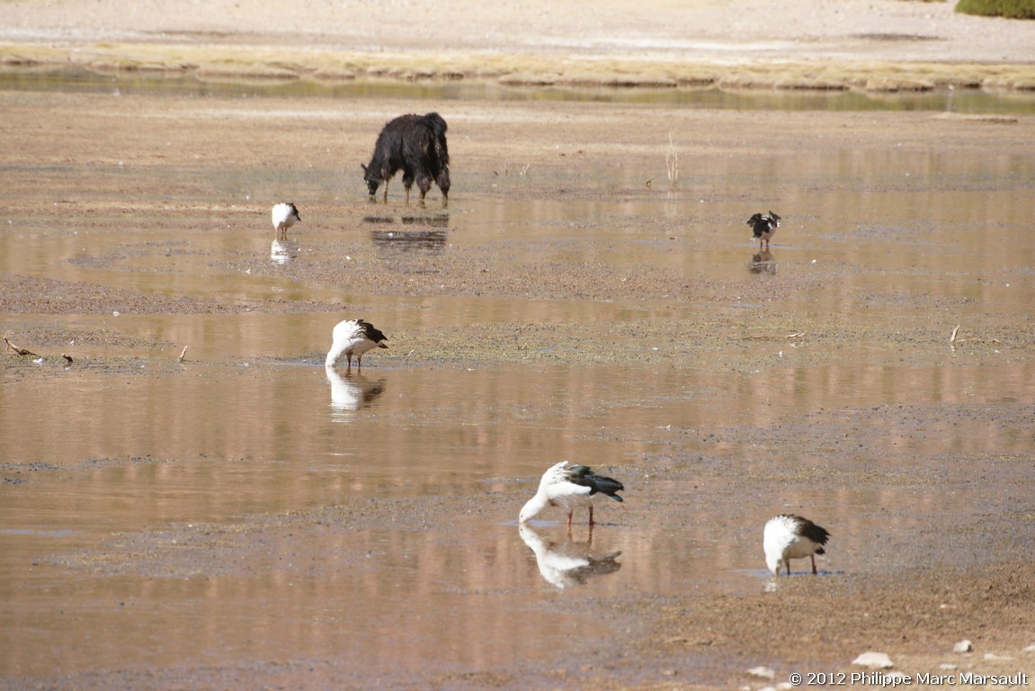 /ecran/Bolivie_1258.jpg