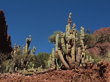 vignette Bolivie_0639.jpg 