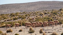 vignette Bolivie_0814.jpg 
