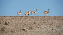 vignette Bolivie_0858.jpg 