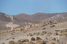 vignette Bolivie_0861.jpg 