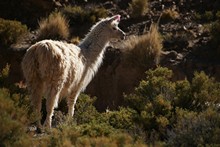 vignette Bolivie_0871.jpg 