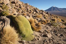 vignette Bolivie_0948.jpg 