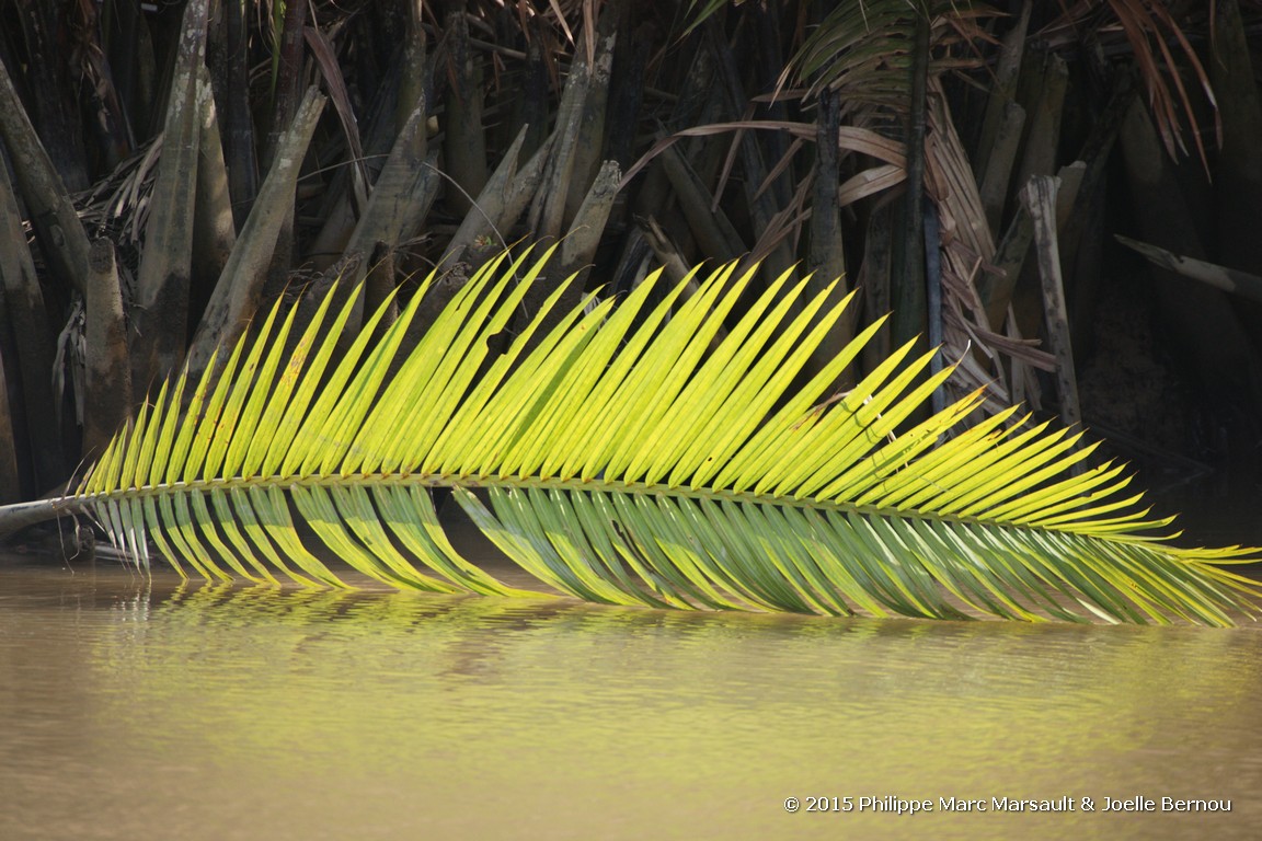 /ecran/Borneo_Bali_2015_0057.jpg