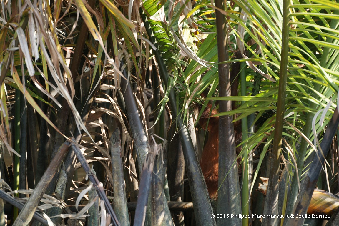 /ecran/Borneo_Bali_2015_0059.jpg