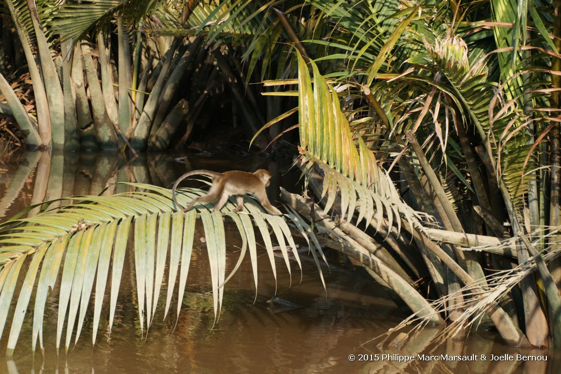 /ecran/Borneo_Bali_2015_0067.jpg