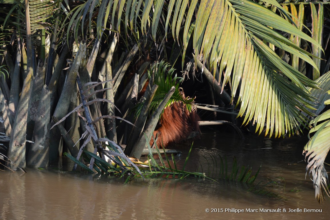 /ecran/Borneo_Bali_2015_0069.jpg