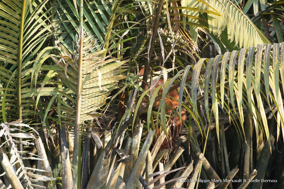 /ecran/Borneo_Bali_2015_0071.jpg