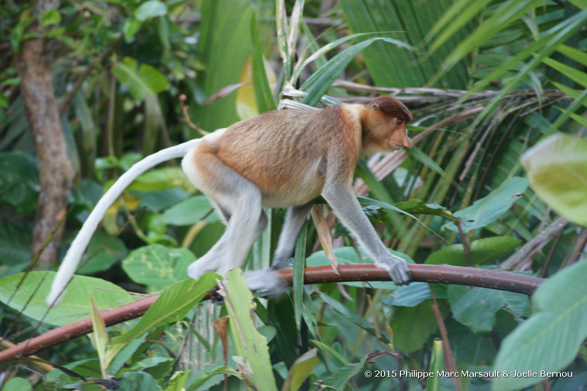 /ecran/Borneo_Bali_2015_0076.jpg