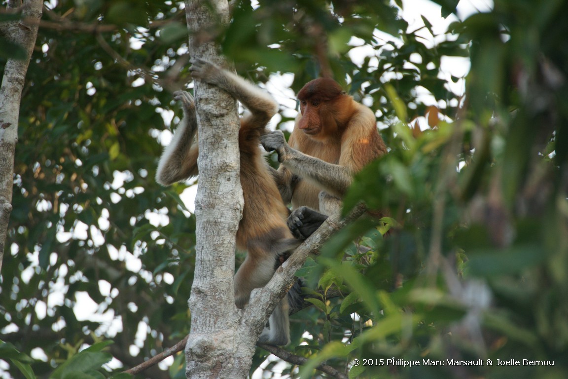 /ecran/Borneo_Bali_2015_0083.jpg