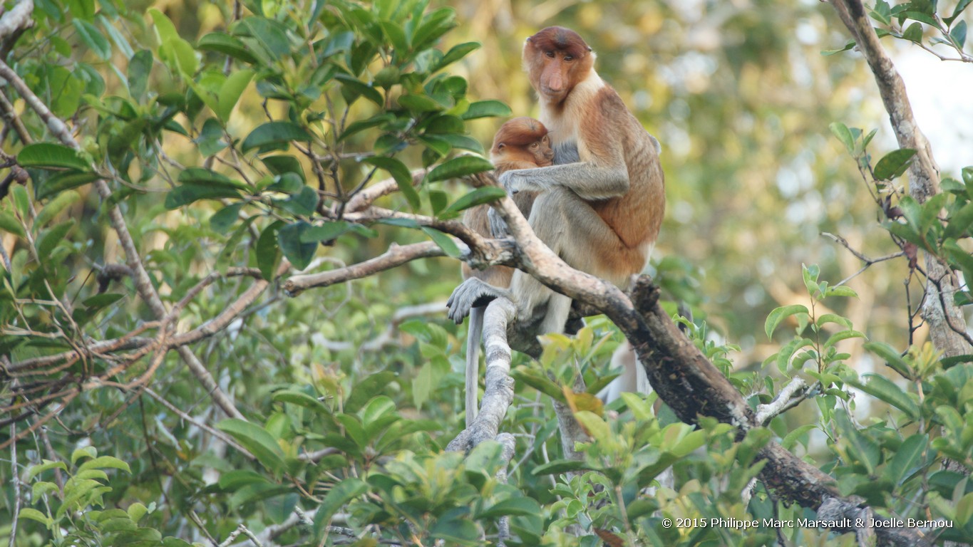 /ecran/Borneo_Bali_2015_0094.jpg