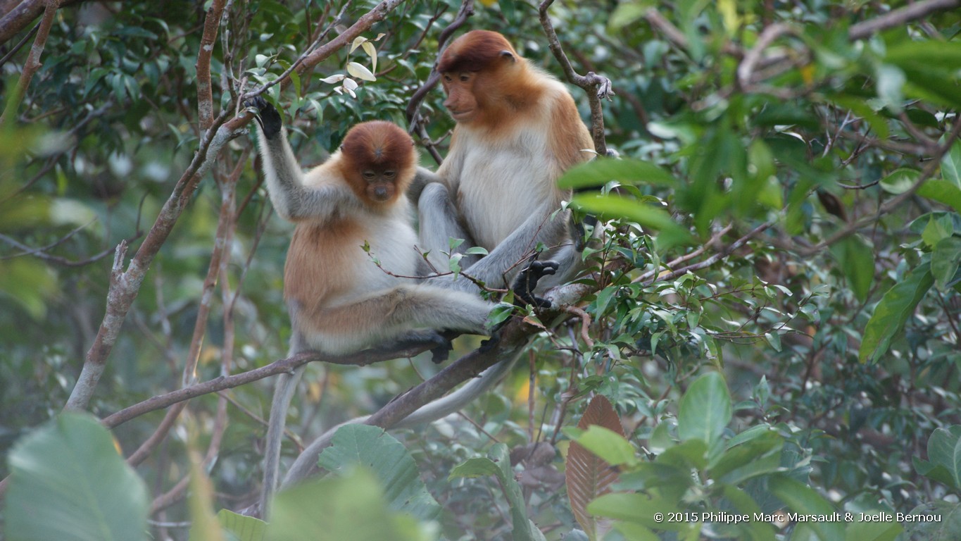 /ecran/Borneo_Bali_2015_0097.jpg