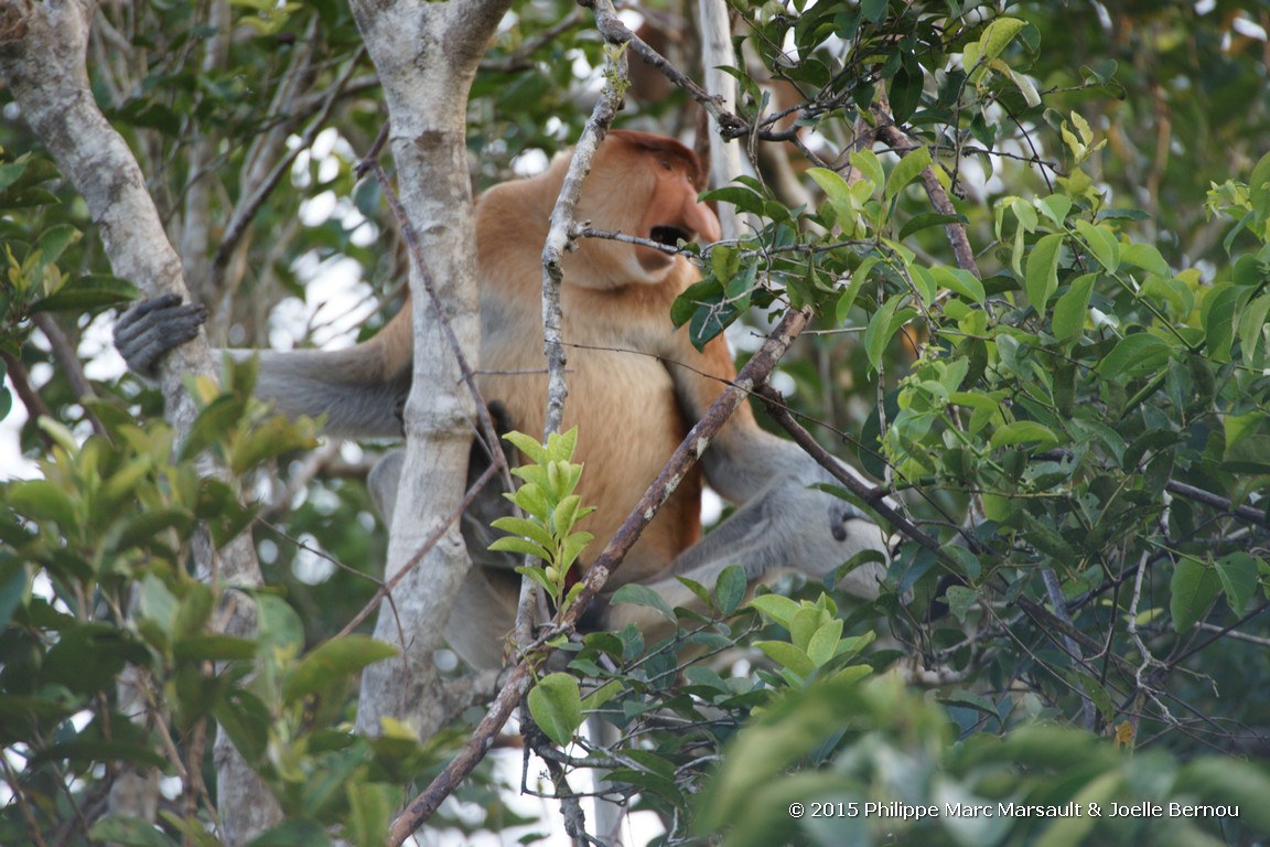 /ecran/Borneo_Bali_2015_0107.jpg
