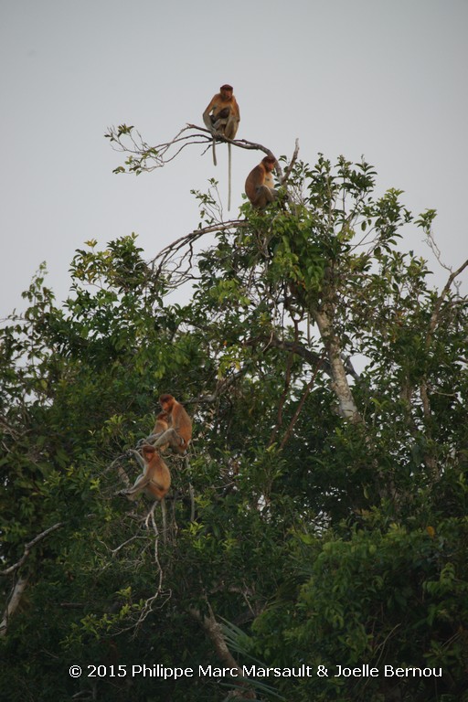 /ecran/Borneo_Bali_2015_0110.jpg