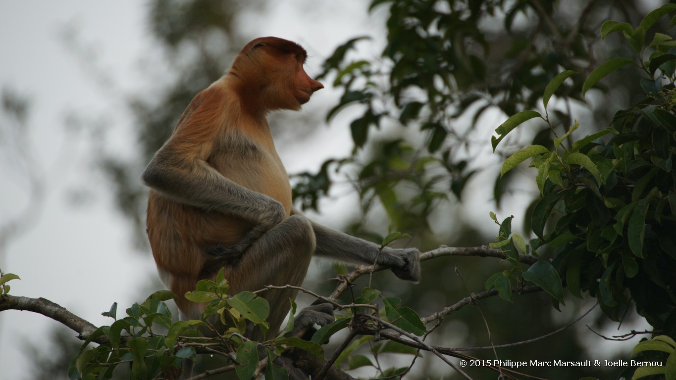 /ecran/Borneo_Bali_2015_0112.jpg