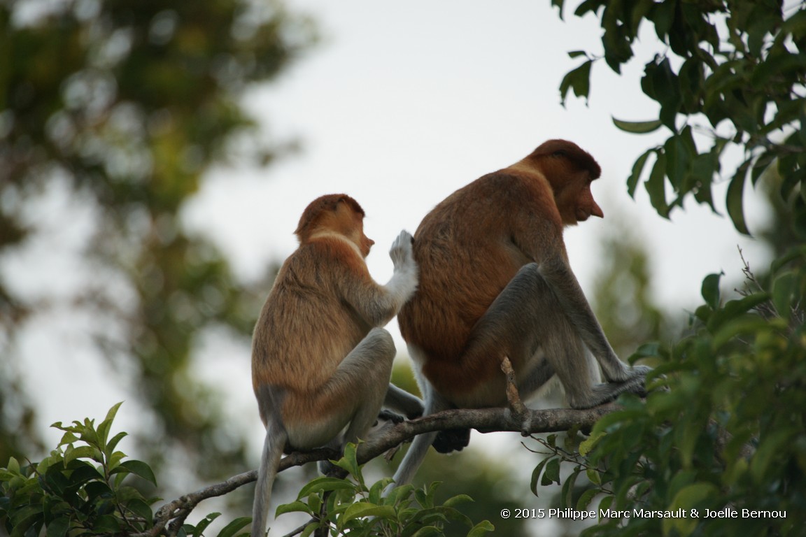 /ecran/Borneo_Bali_2015_0116.jpg