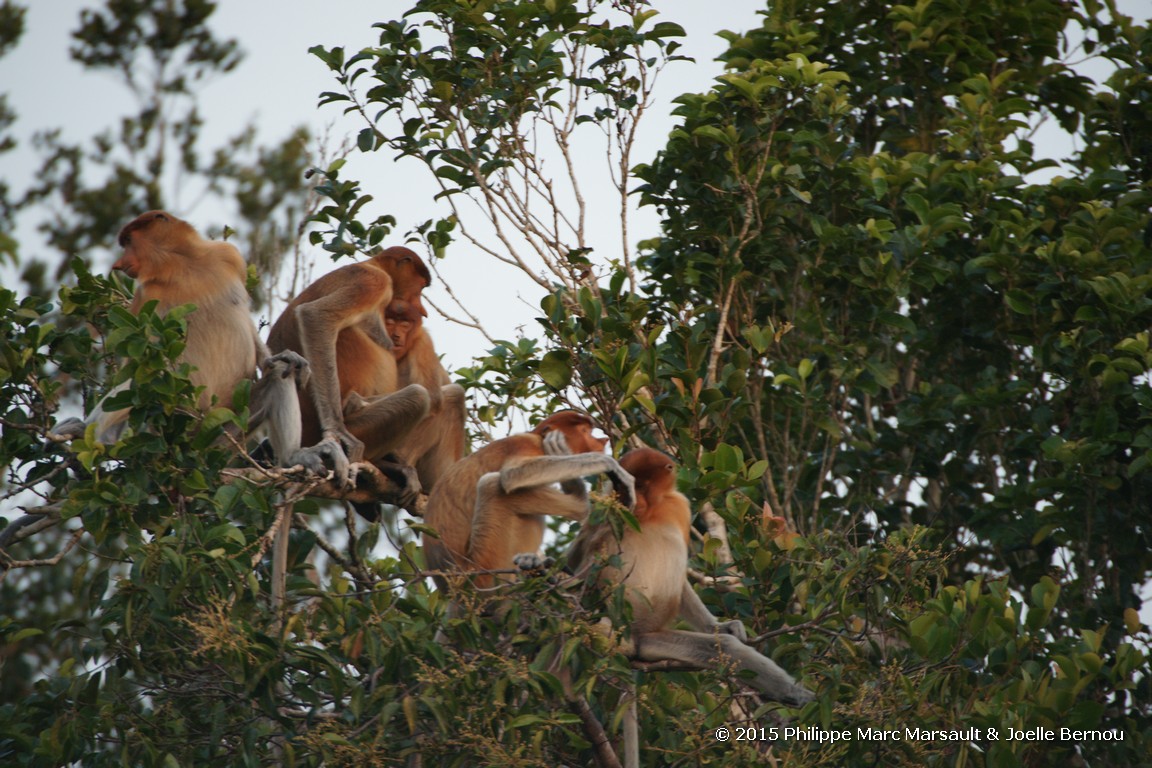 /ecran/Borneo_Bali_2015_0120.jpg