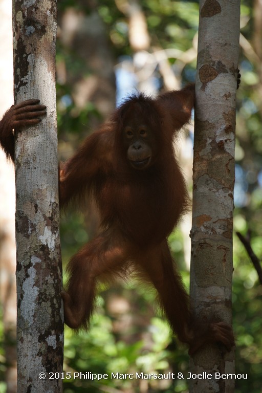 /ecran/Borneo_Bali_2015_0144.jpg