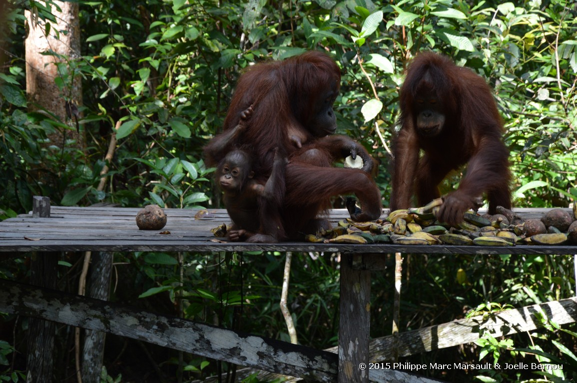 /ecran/Borneo_Bali_2015_0153.jpg