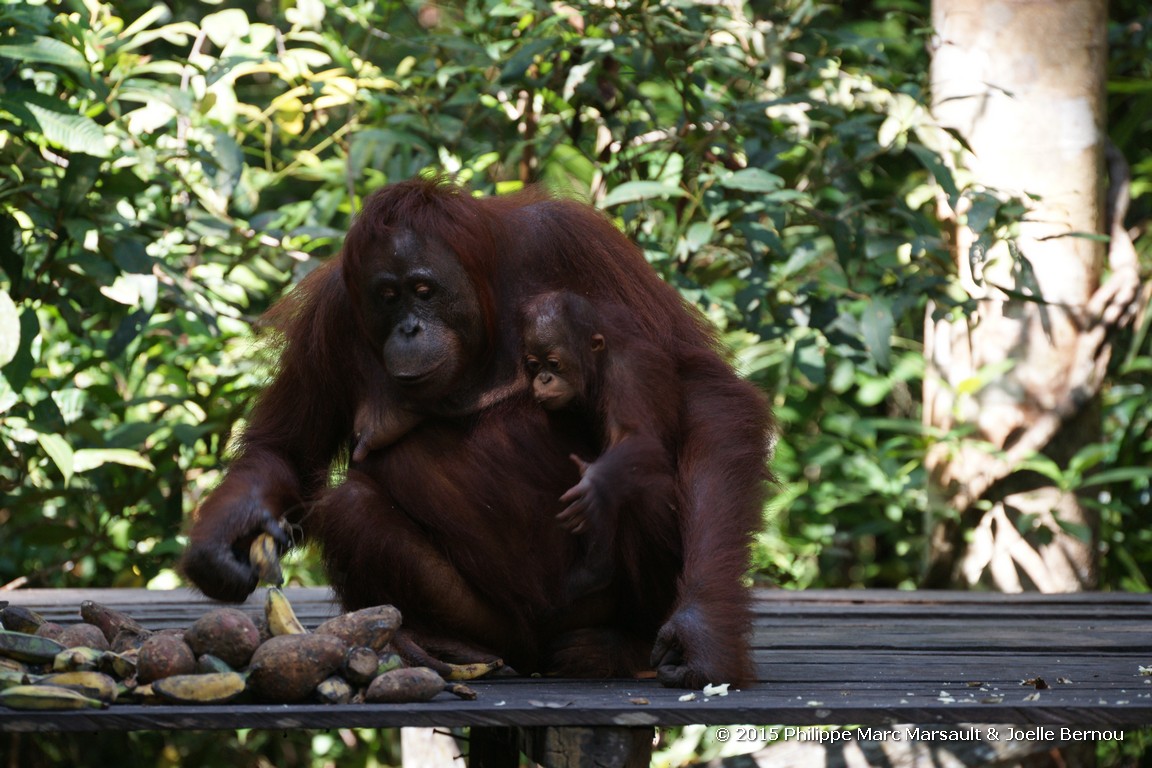 /ecran/Borneo_Bali_2015_0158.jpg