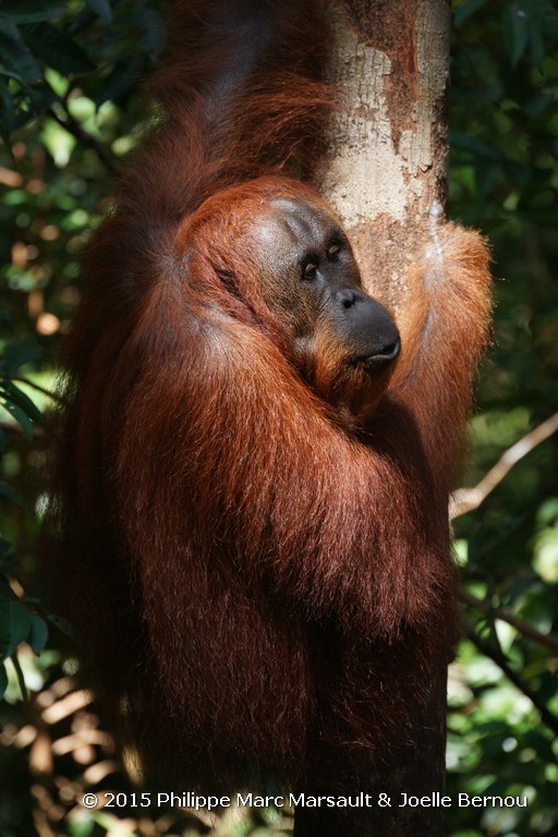 /ecran/Borneo_Bali_2015_0162.jpg