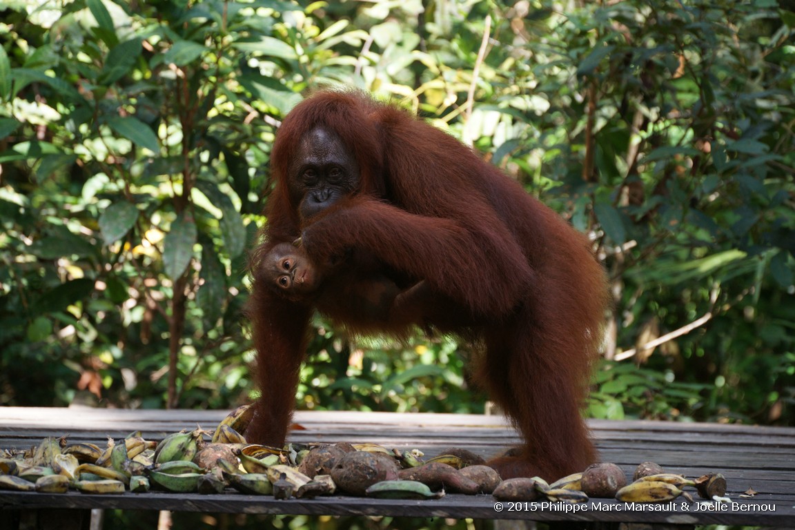 /ecran/Borneo_Bali_2015_0171.jpg
