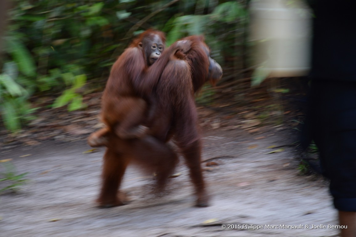 /ecran/Borneo_Bali_2015_0175.jpg