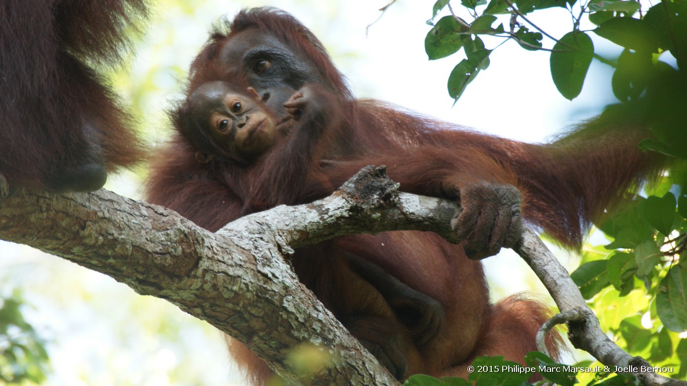 /ecran/Borneo_Bali_2015_0184.jpg