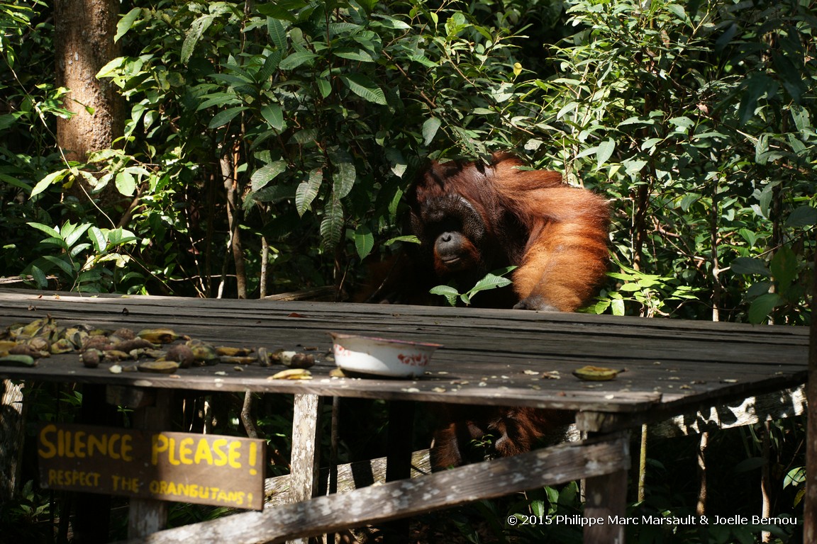/ecran/Borneo_Bali_2015_0192.jpg
