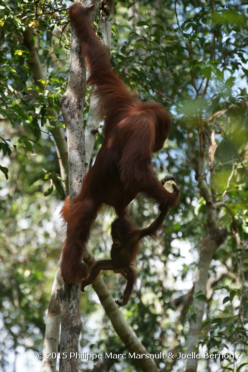 /ecran/Borneo_Bali_2015_0207.jpg
