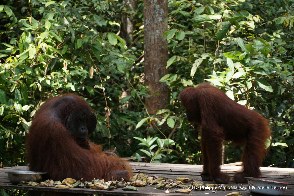 /ecran/Borneo_Bali_2015_0210.jpg