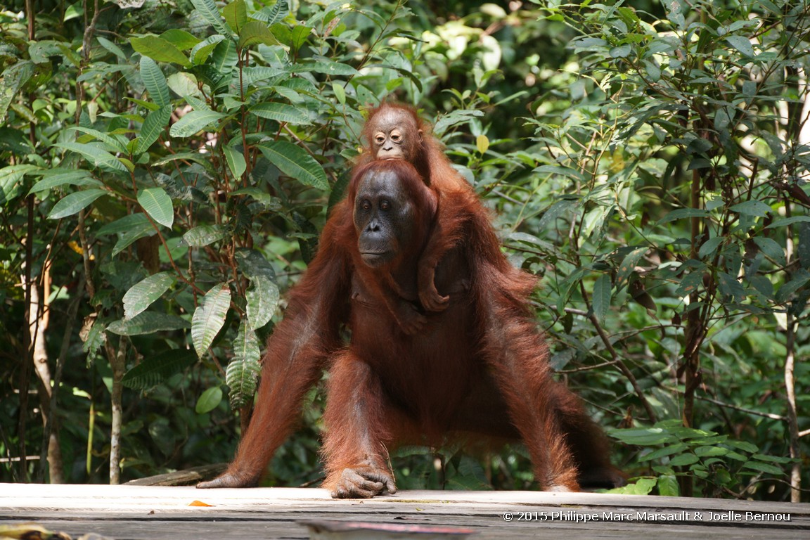 /ecran/Borneo_Bali_2015_0217.jpg