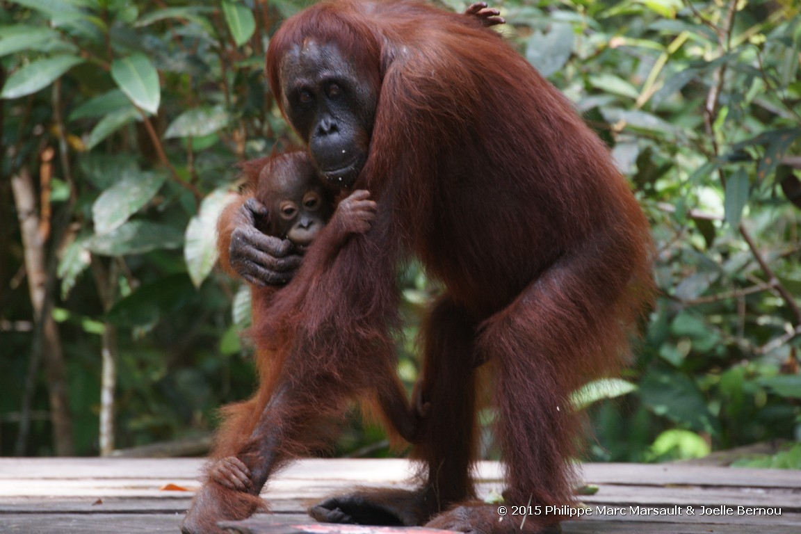 /ecran/Borneo_Bali_2015_0230.jpg