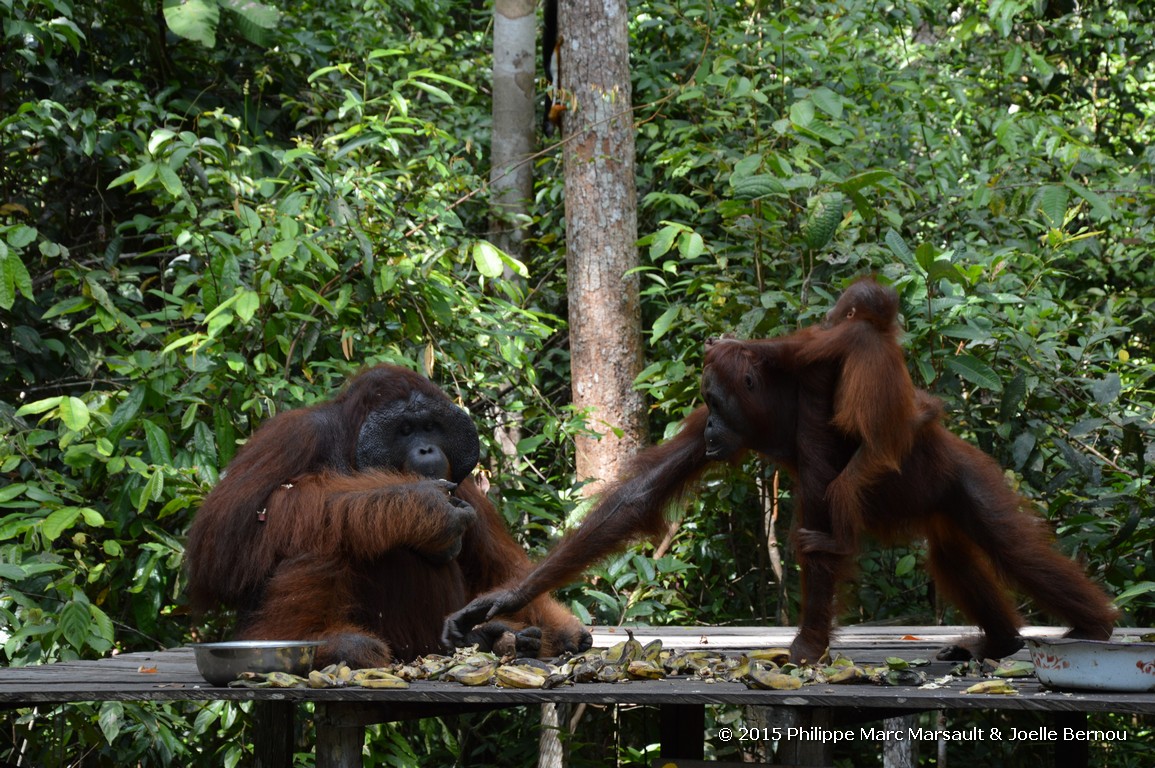 /ecran/Borneo_Bali_2015_0232.jpg