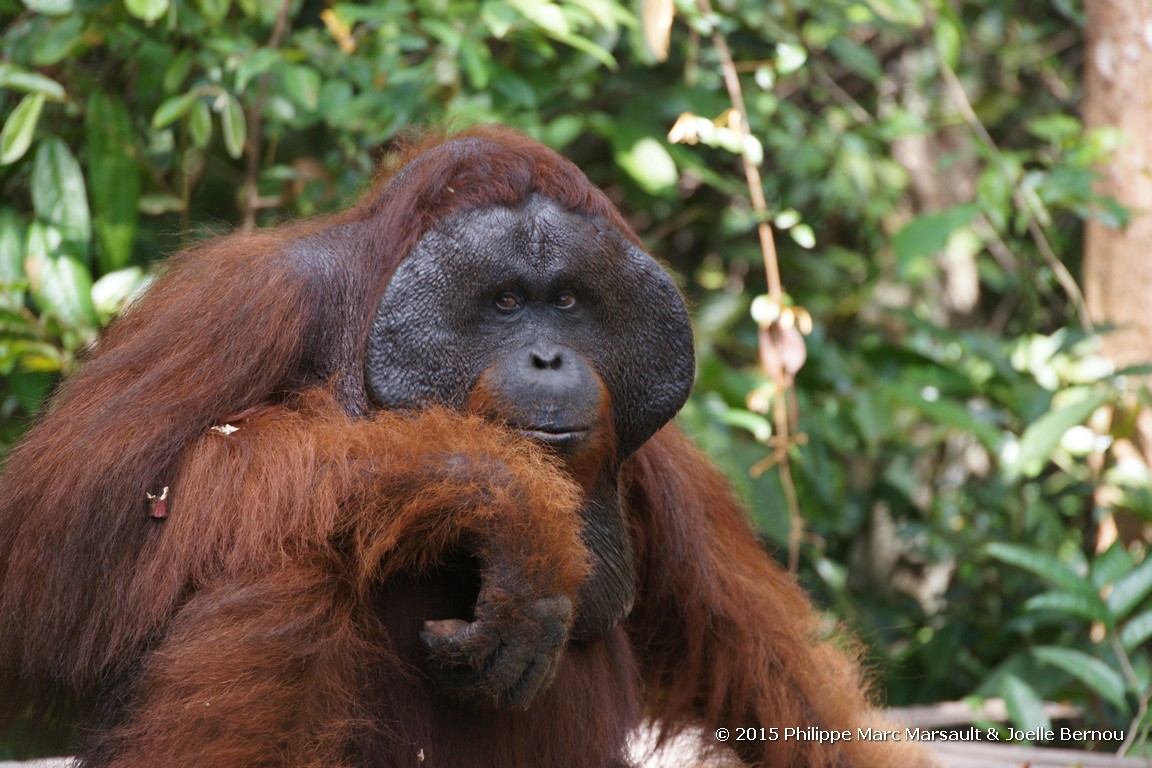 /ecran/Borneo_Bali_2015_0235.jpg
