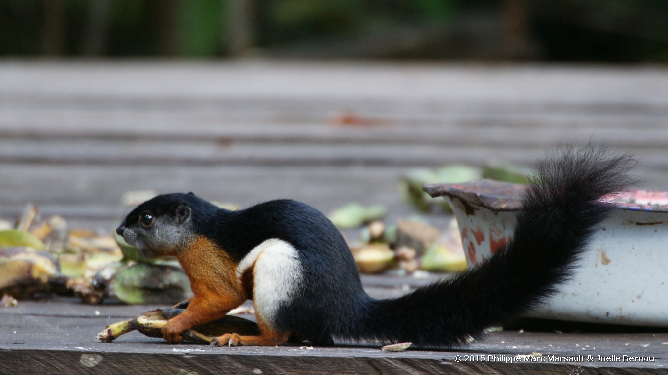 /ecran/Borneo_Bali_2015_0240.jpg