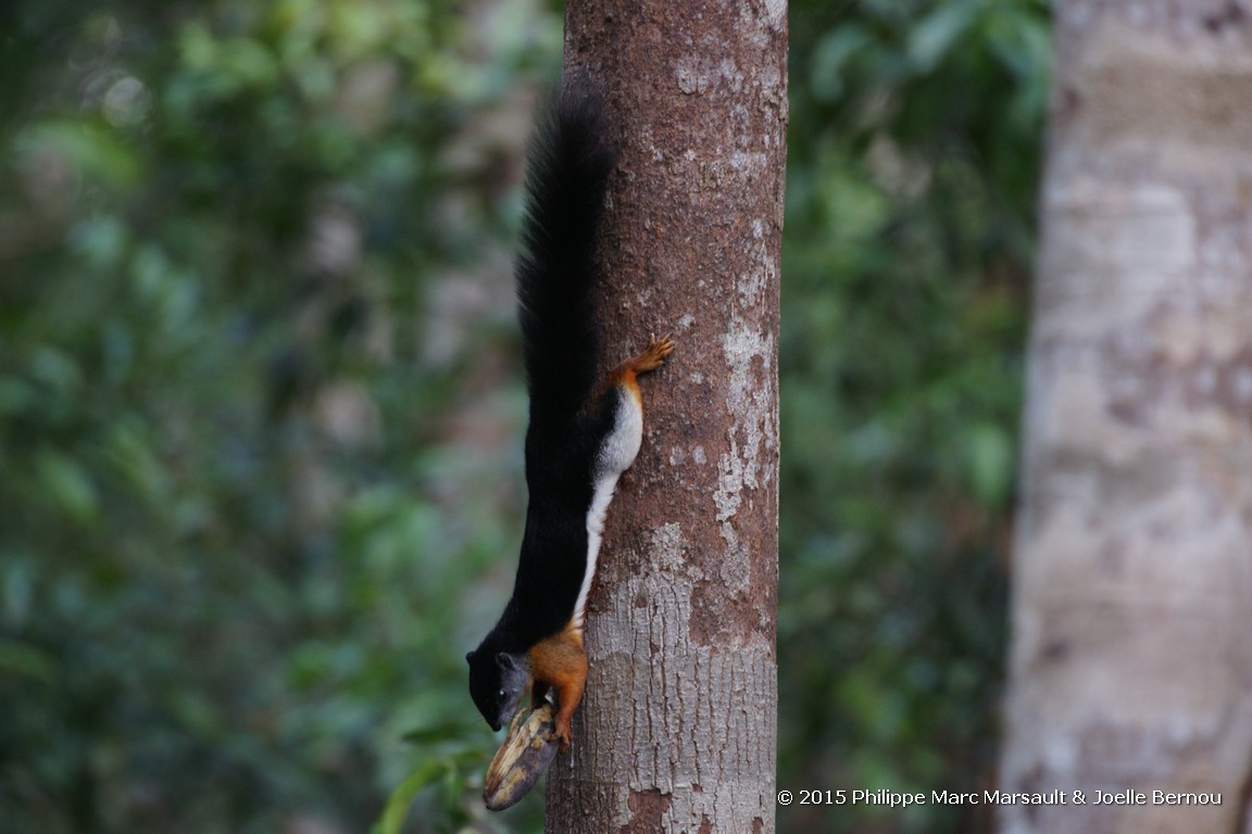 /ecran/Borneo_Bali_2015_0241.jpg